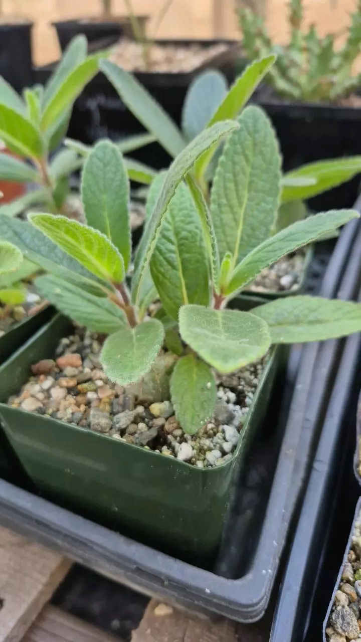 plant/207 Sinningia tubiflora- fragrant flowers-hardy!-0