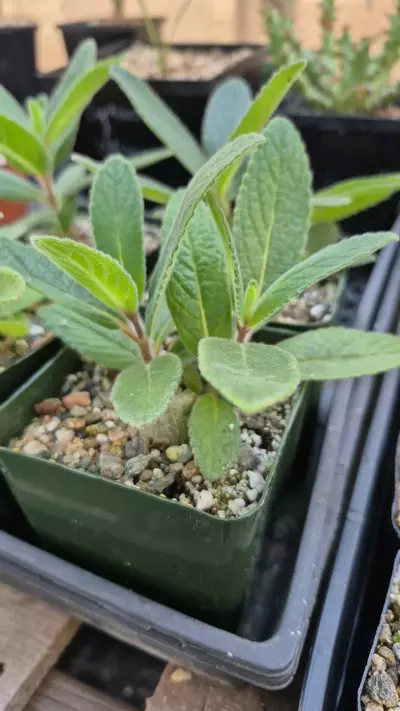 plant/207 Sinningia tubiflora- fragrant flowers-hardy!-0-thumbnail