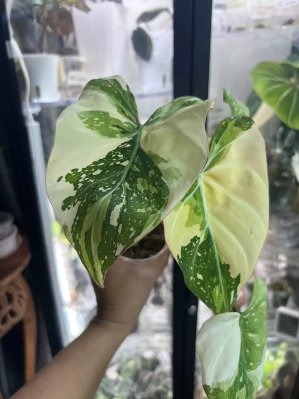 plant/Gloriousum Type 2-0