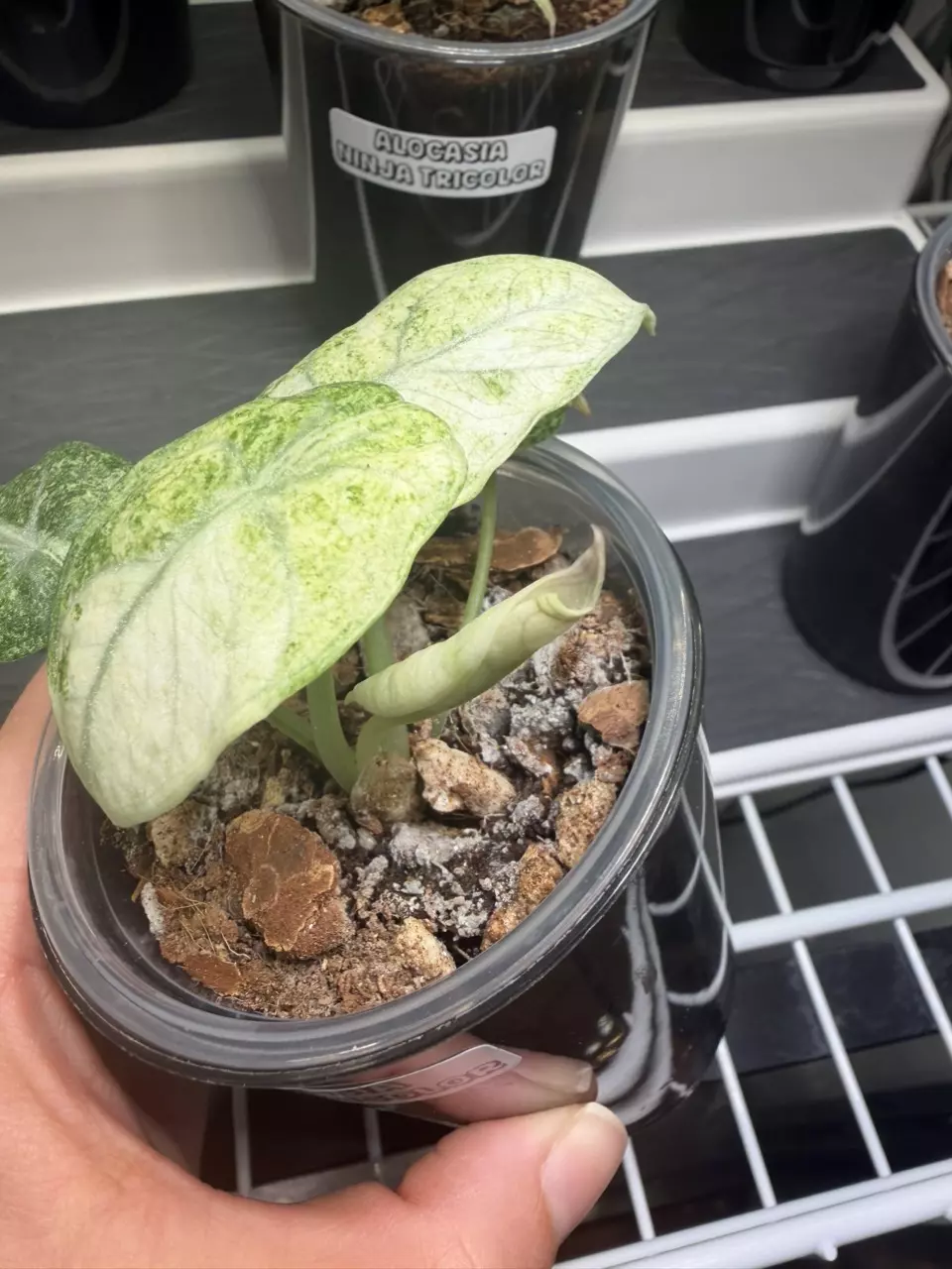 plant/Alocasia Ninja Tricolor Pup #2-4