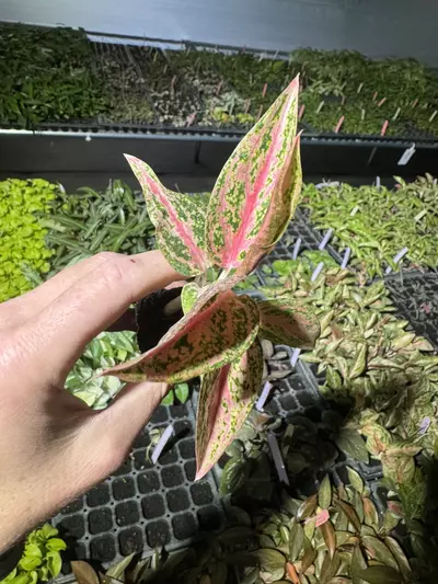 plant/Aglaonema star shining starter plant growers choice-3-thumbnail