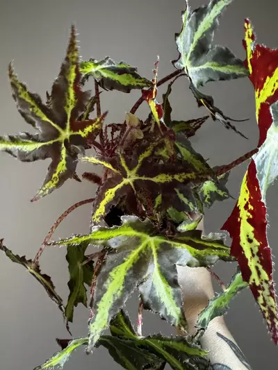 plant/Begonia Nebula Zeta (NOID) 4"-0-thumbnail