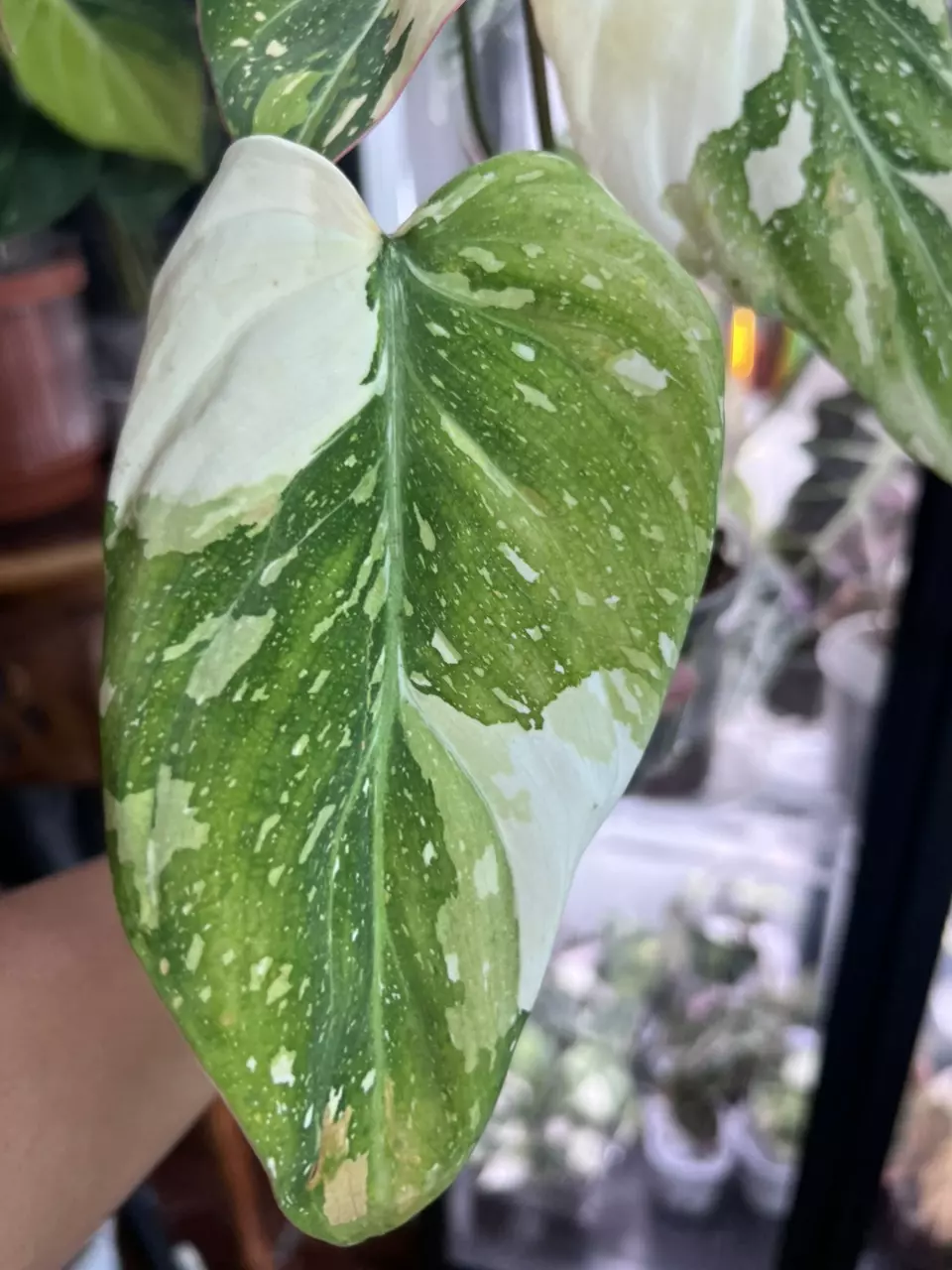 plant/Gloriousum Type 2-5