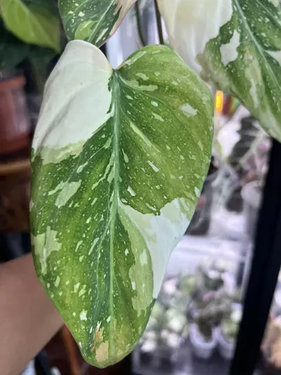 plant/Gloriousum Type 2-5-thumbnail