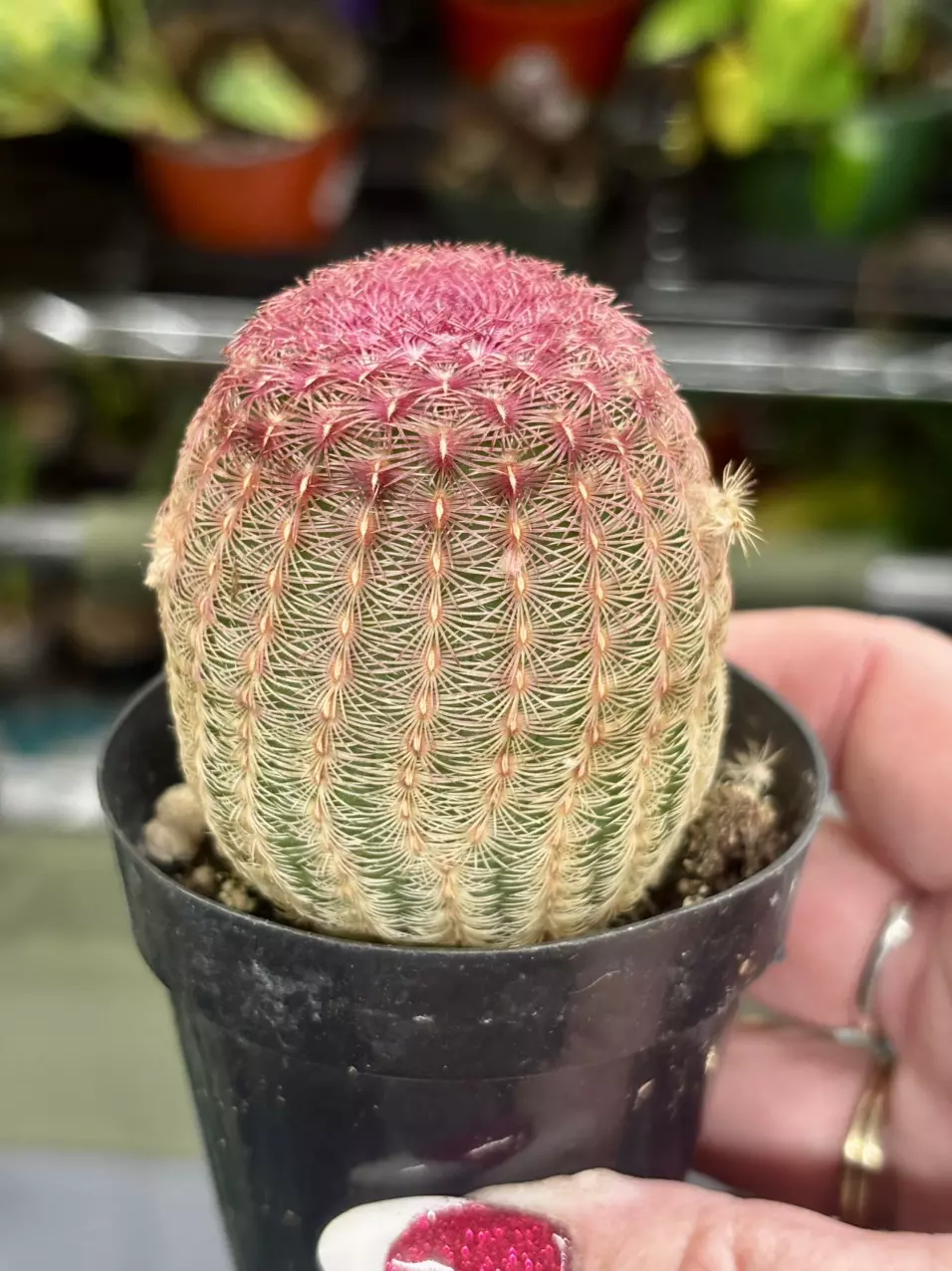 plant/Echinocereus rigidissimus (Rainbow Hedgehog Cactus)-3