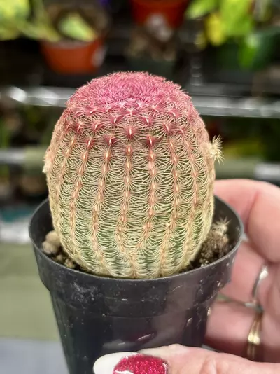 plant/Echinocereus rigidissimus (Rainbow Hedgehog Cactus)-3-thumbnail