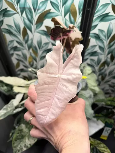 plant/Alocasia Pink/Albo Pseudosanderiana Pup! Read description PLEASE!-6-thumbnail