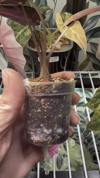 plant/Alocasia Pink Bambino Pup!-2-thumbnail