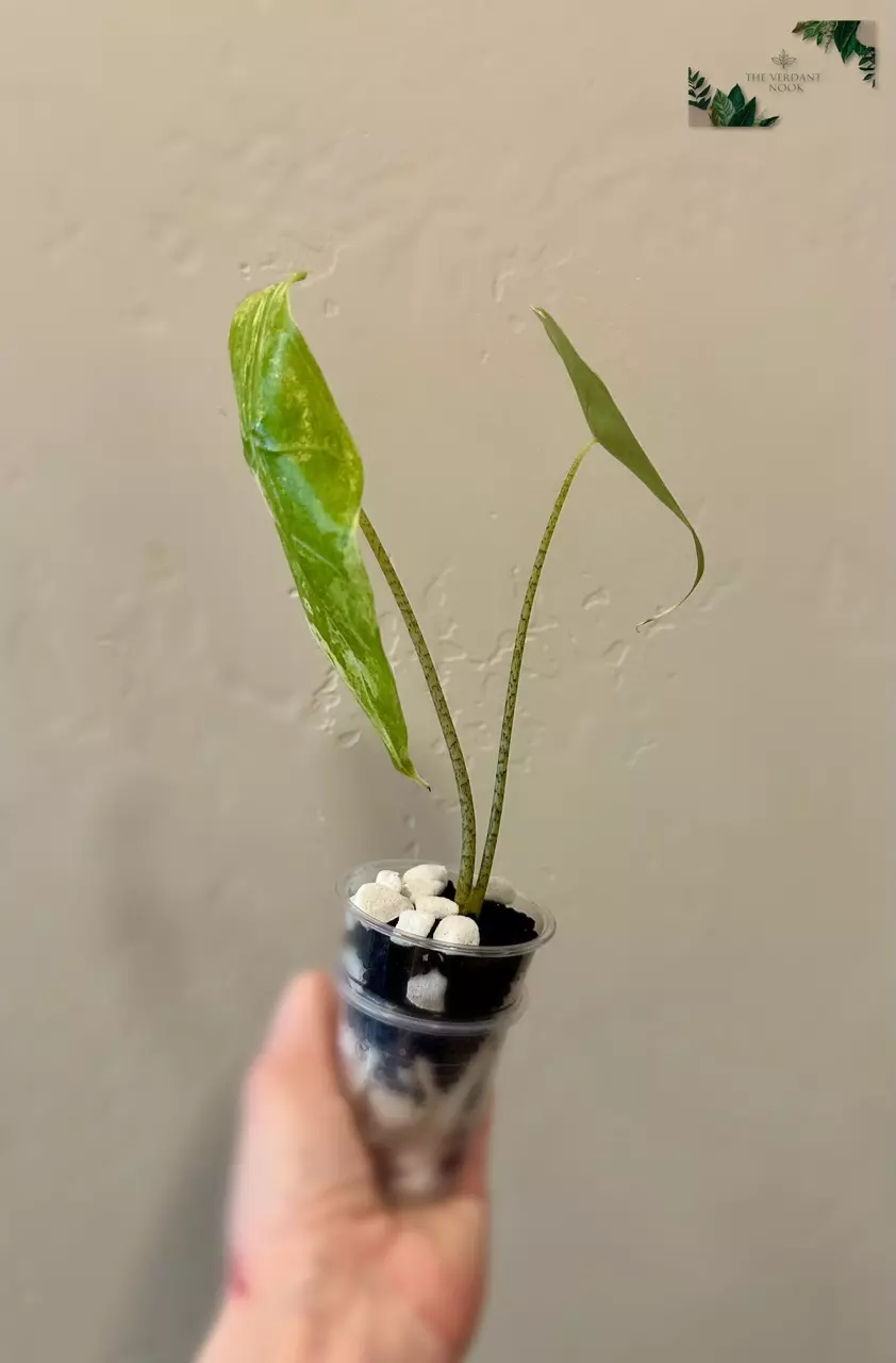 plant/Alocasia Longiloba ‘Albo’ | Rare Variegated Alocasia | 2” Starter Plant-4