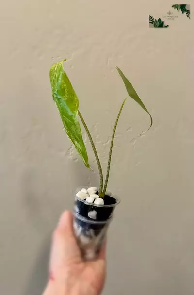 plant/Alocasia Longiloba ‘Albo’ | Rare Variegated Alocasia | 2” Starter Plant-4-thumbnail