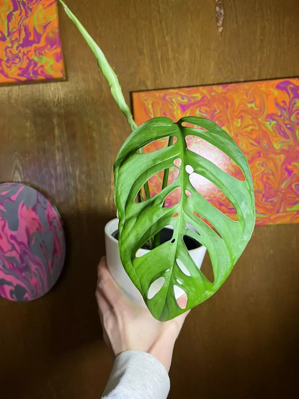 plant/Monstera Esqueleto 4”-0