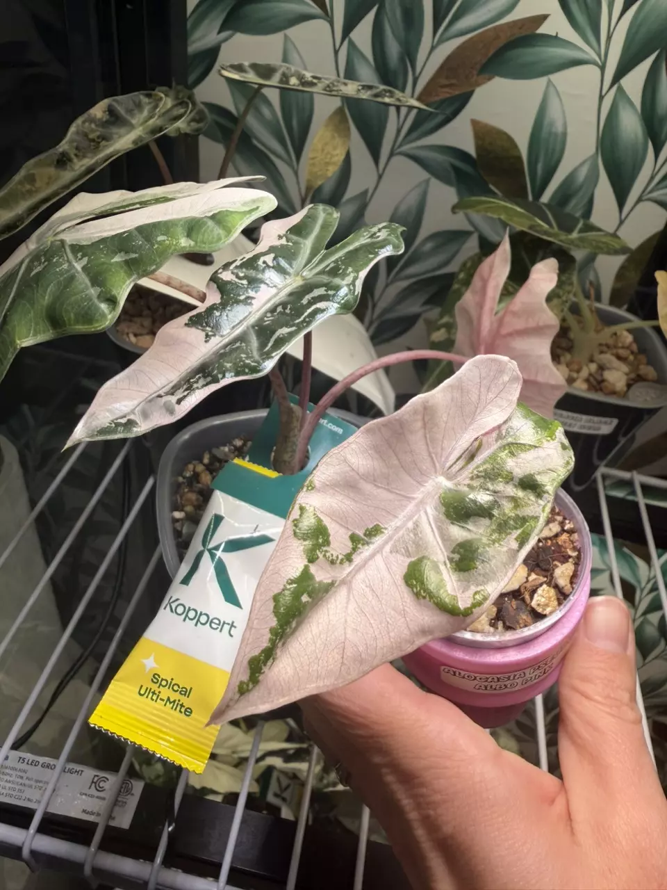plant/Alocasia Pink/Albo Pseudosanderiana Pup! Read description PLEASE!-0
