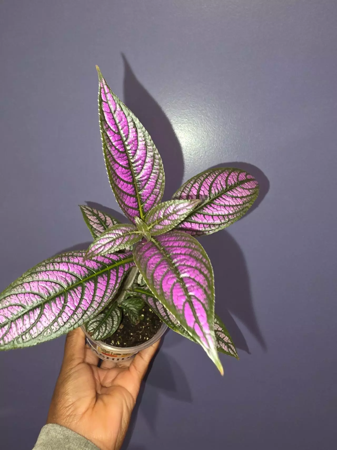 plant/Strobilanthes Dyerianus 'Persian Shield'-0
