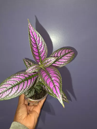 plant/Strobilanthes Dyerianus 'Persian Shield'-0-thumbnail
