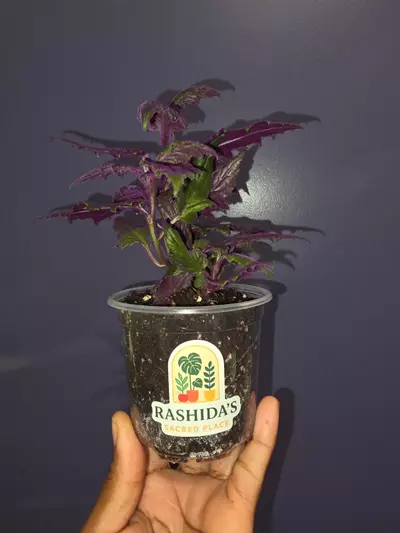 plant/Gynura Aurentiaca 'Purple Passion'-1-thumbnail