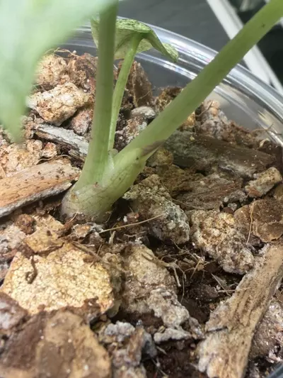 plant/Alocaisa Ninja Tricolor #3-3-thumbnail