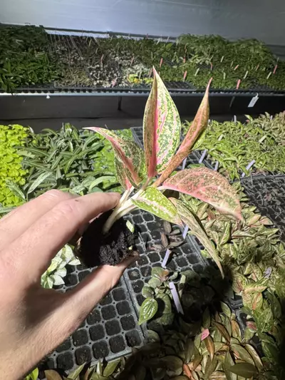 plant/Aglaonema star shining starter plant growers choice-5-thumbnail