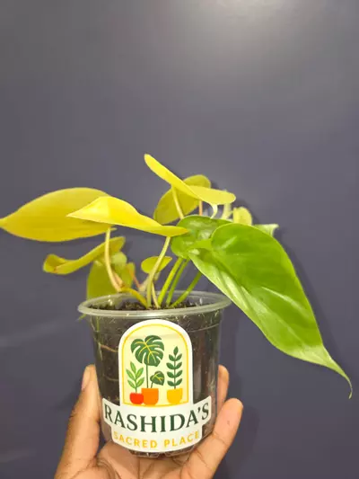 plant/Philodendron Hederaceum Aureum ‘Lemon Chartreuse’-1-thumbnail