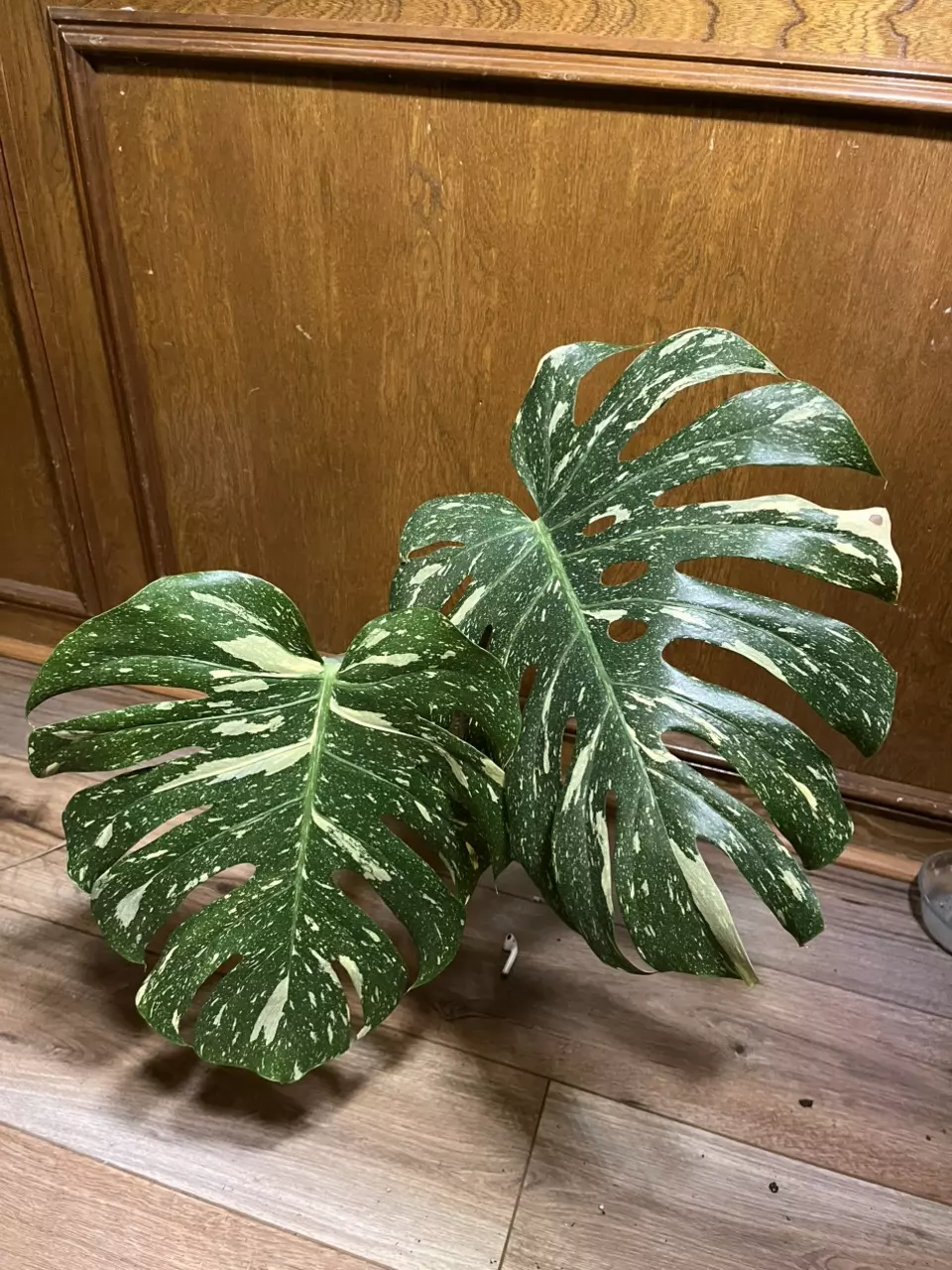 plant/Monstera Thai Constellation XL top cut-0