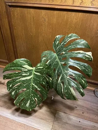 plant/Monstera Thai Constellation XL top cut-0-thumbnail