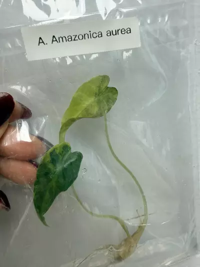 plant/RTC403 - Alocasia brancifolia Albo pink + free (train special!)-1-thumbnail