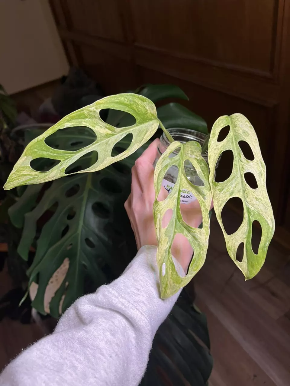 plant/Monstera Adansonii Mint-0