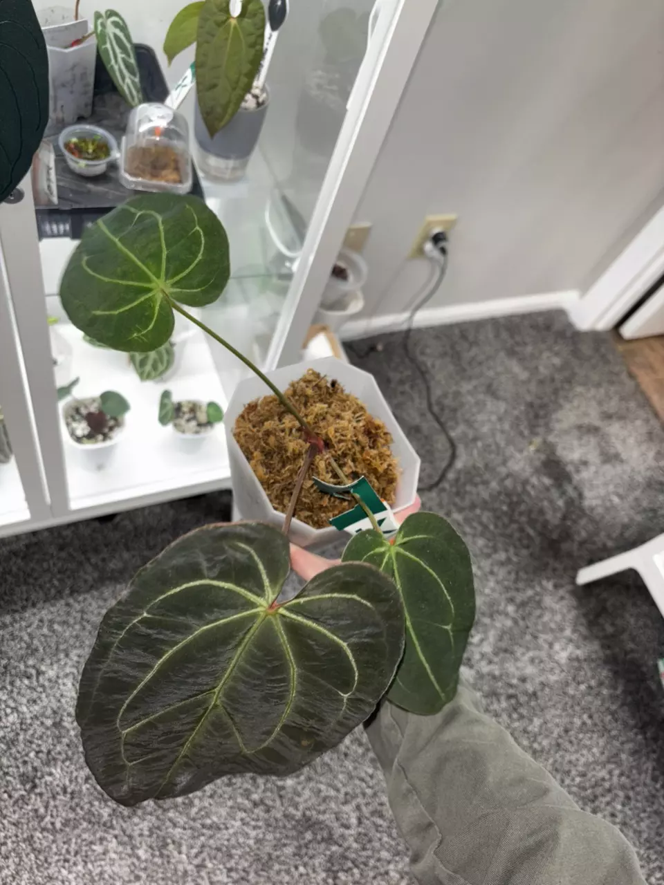 plant/Anthurium (Mag x doc block f2) wrn x ‹(papxmag) x (stripe x mag)} 'Big boy'-1