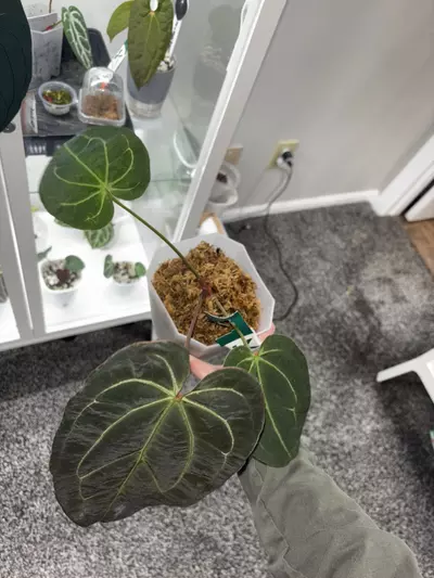 plant/Anthurium (Mag x doc block f2) wrn x ‹(papxmag) x (stripe x mag)} 'Big boy'-1-thumbnail