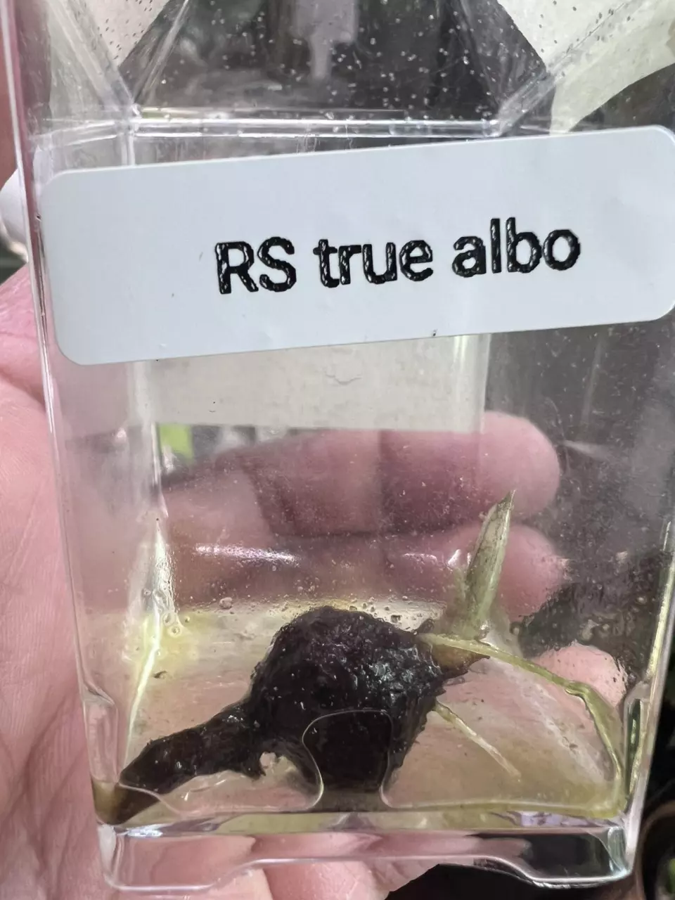 plant/6 Bundle deal corms-1