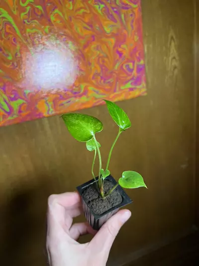 plant/Anthurium Pink Hookeri-1-thumbnail