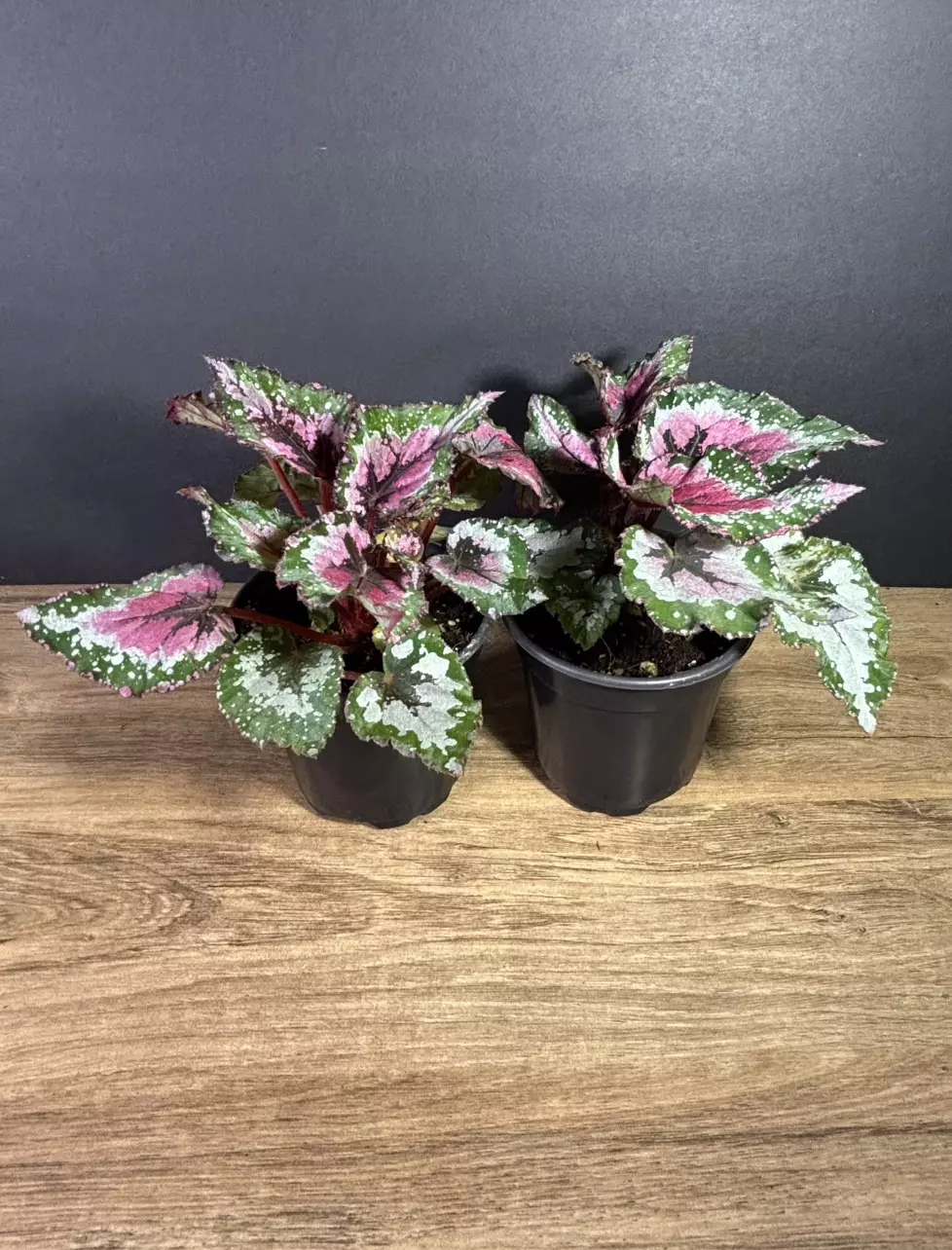plant/Begonia Purple Blush 4” (grower’s choice)-1