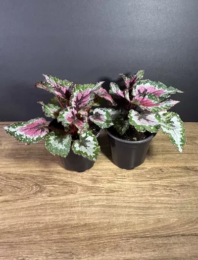 plant/Begonia Purple Blush 4” (grower’s choice)-1-thumbnail