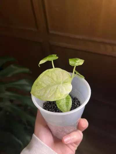 plant/Alocasia Ninja Tricolor-1-thumbnail