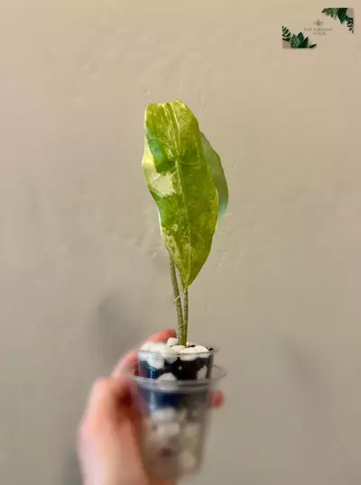 plant/Alocasia Longiloba ‘Albo’ | Rare Variegated Alocasia | 2” Starter Plant-2-thumbnail