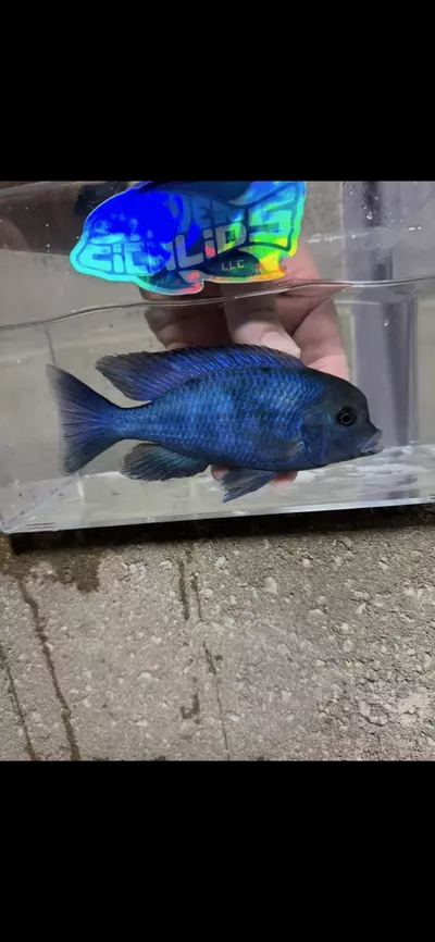 plant/Dolphin 6”+(NOT EXACT FISH)-0-thumbnail