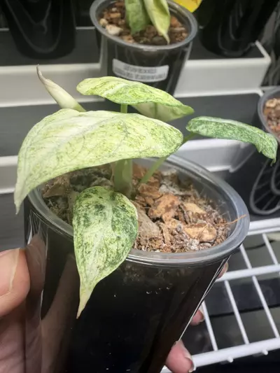 plant/Alocasia Ninja Tricolor Pup #2-2-thumbnail