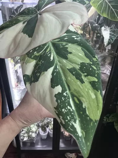 plant/Gloriosum type 2-2-thumbnail