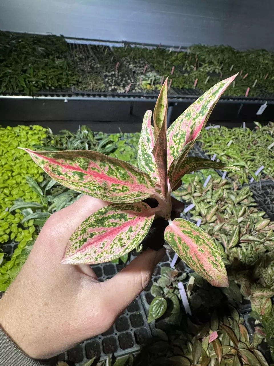 plant/Aglaonema star shining starter plant growers choice-1