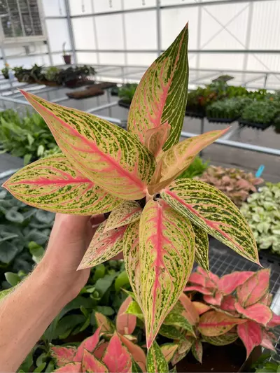 plant/Aglaonema star shining starter plant growers choice-0-thumbnail