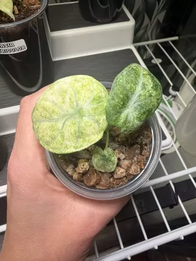 plant/Alocaisa Ninja Tricolor #3-0-thumbnail