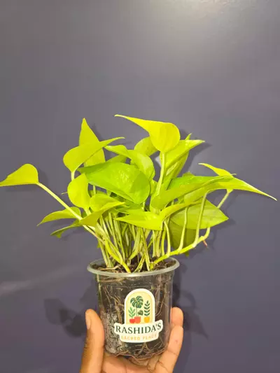 plant/Epipremnum Pinnatum aurea 'Neon Pothos'-1-thumbnail