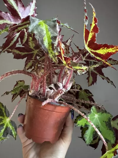 plant/Begonia Nebula Zeta (NOID) 4"-1-thumbnail