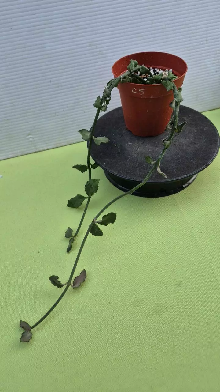 plant/C5 Ceropegia sandersonii-0