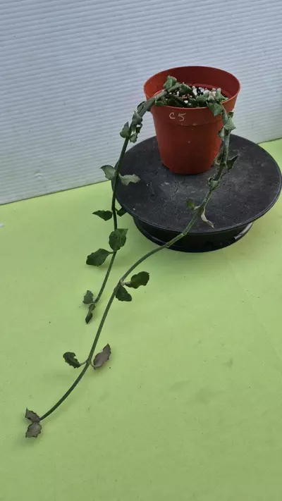 plant/C5 Ceropegia sandersonii-0-thumbnail