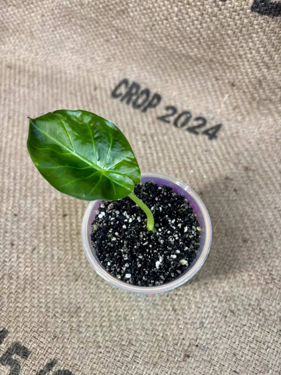 plant/Alocasia Regal Shield-0