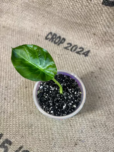 plant/Alocasia Regal Shield-0-thumbnail