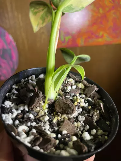 plant/Philodendron Green Congo Nuclear 4”-3-thumbnail