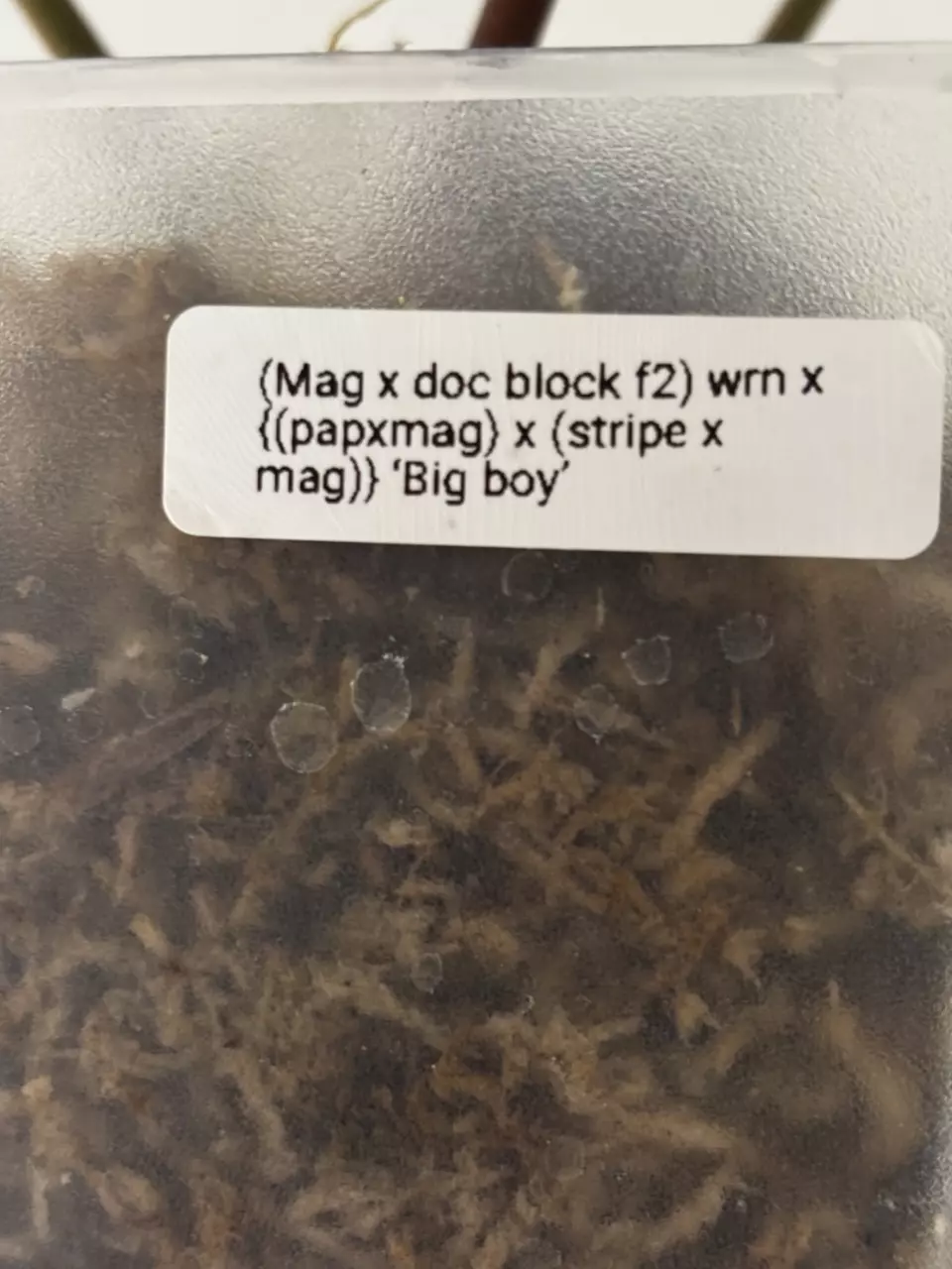 plant/Anthurium (Mag x doc block f2) wrn x ‹(papxmag) x (stripe x mag)} 'Big boy'-2