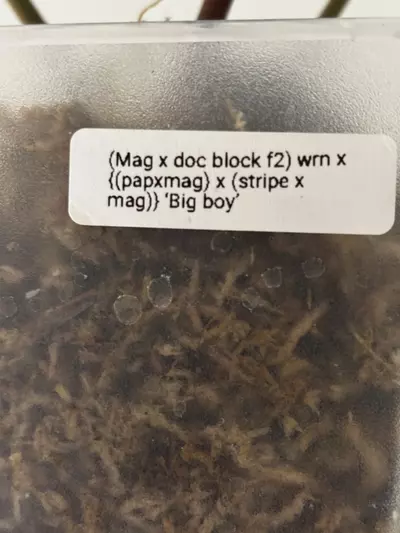 plant/Anthurium (Mag x doc block f2) wrn x ‹(papxmag) x (stripe x mag)} 'Big boy'-2-thumbnail