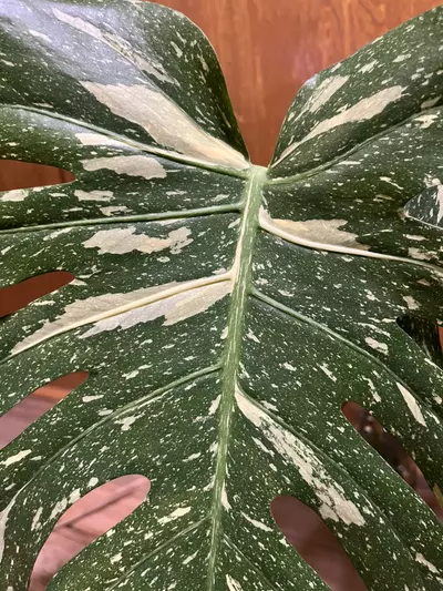 plant/Monstera Thai Constellation XL top cut-3-thumbnail